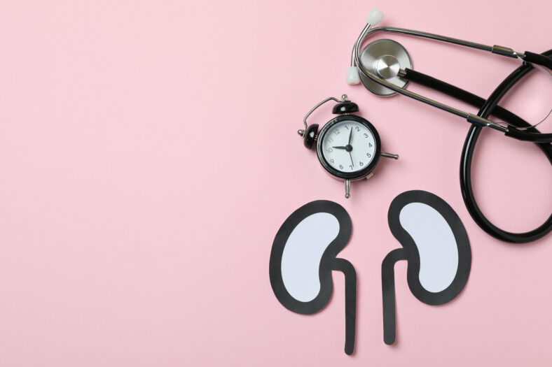 Papierfiguren von Nieren auf einem rosa Hintergrund, daneben eine Armbanduhr und ein Stethoskop.